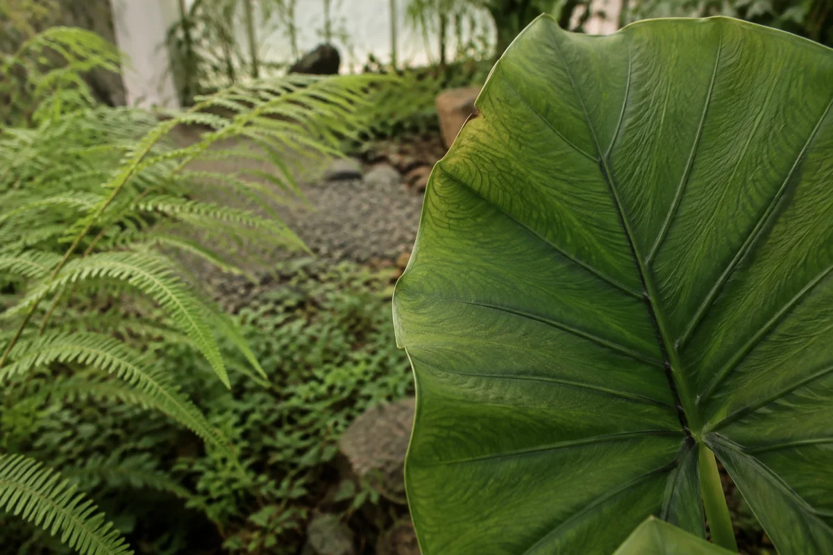 AI-generated illustration of a broad green leaf beside a fern in a fictional conservatory, not a photograph of Seoul Botanic Park